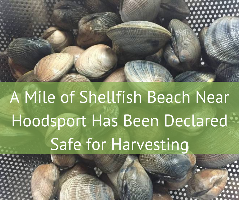 A Mile of Shellfish Beach Near Hoodsport Has Been Declared Safe for