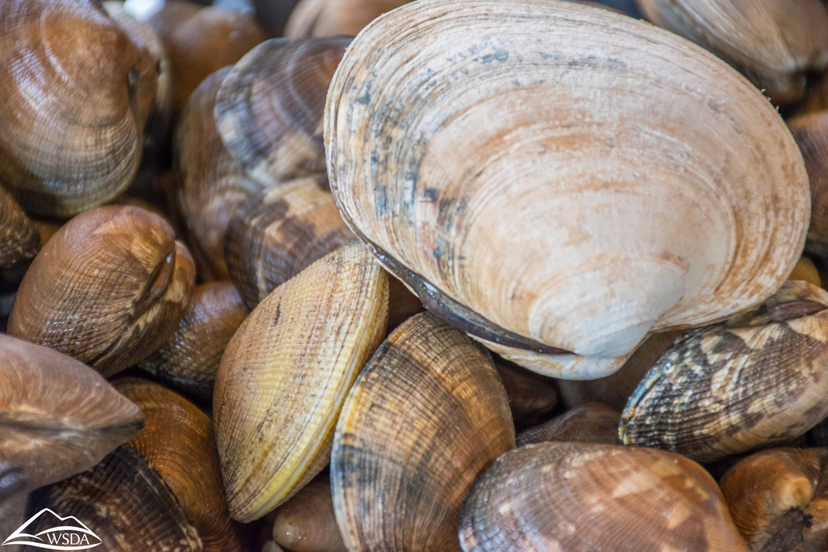 Take action to support shellfish