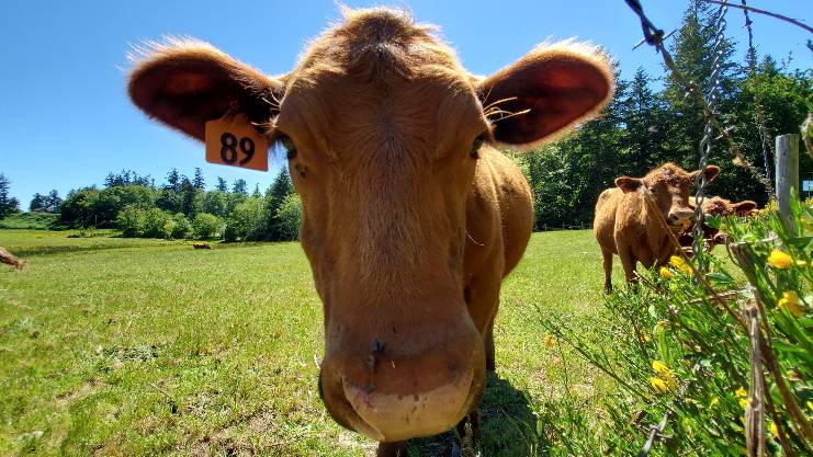 Face of a light brown cow with tag on the left ear. 