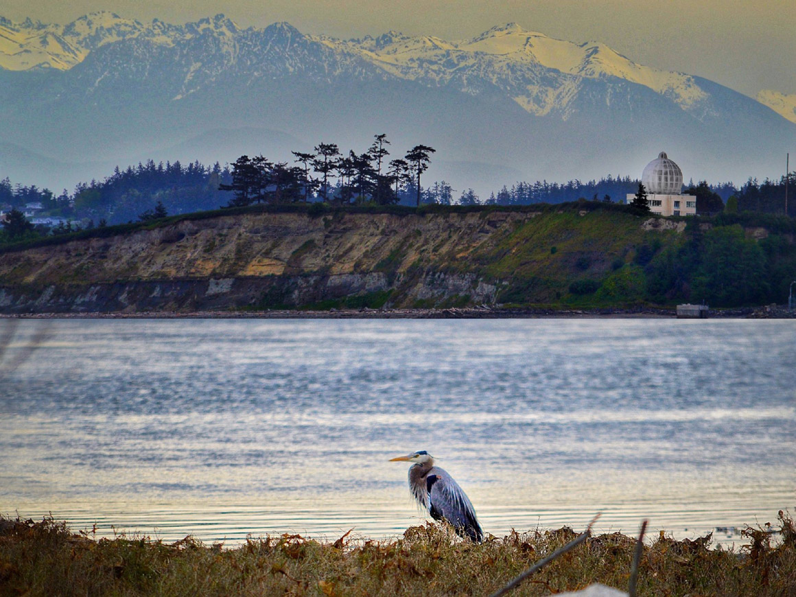 heron sitting by on a Puget Sound bay