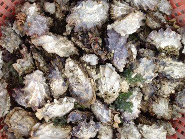 Close-up of live oysters in a bucket. 