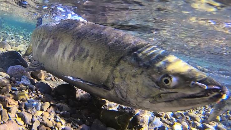 Close up of the front part of a salmon spawning in shallow water.