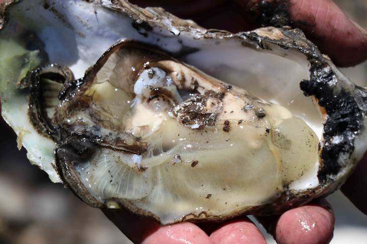 Close up of a shucked oyster.
