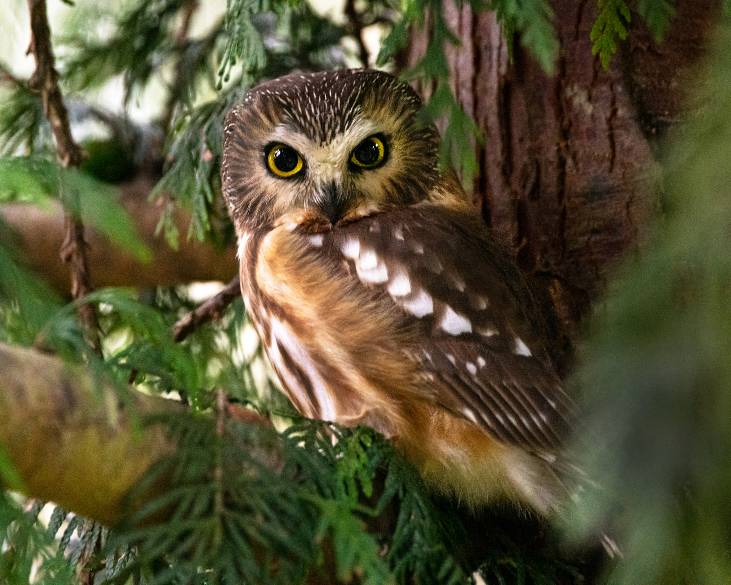 Owl in tree looking directly at camera.