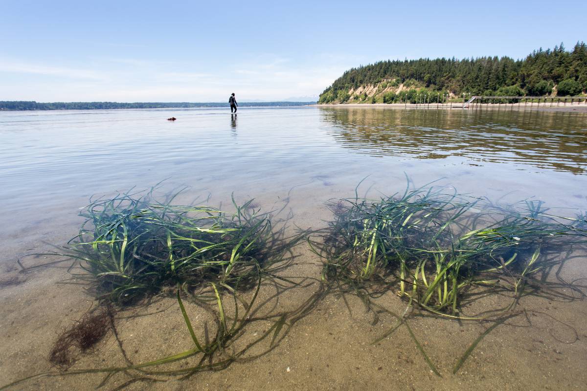 Two clumps of eelgrass viewed from the surface down.