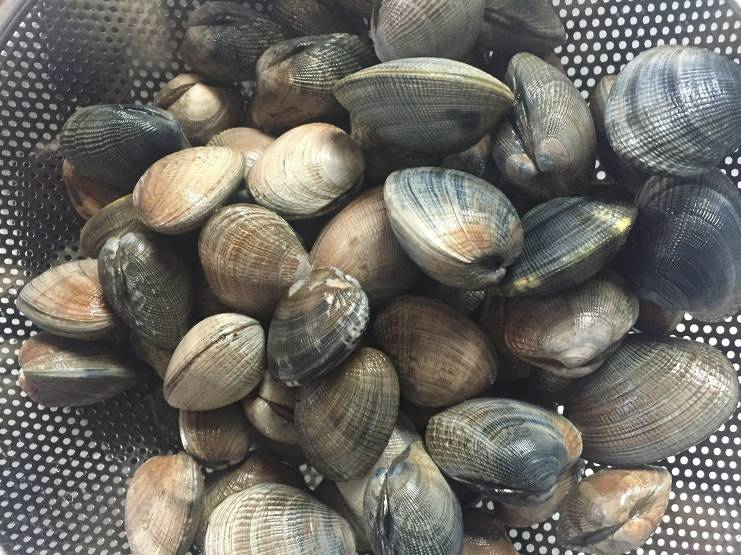 Shellfish SIL Outfall RFP blog post