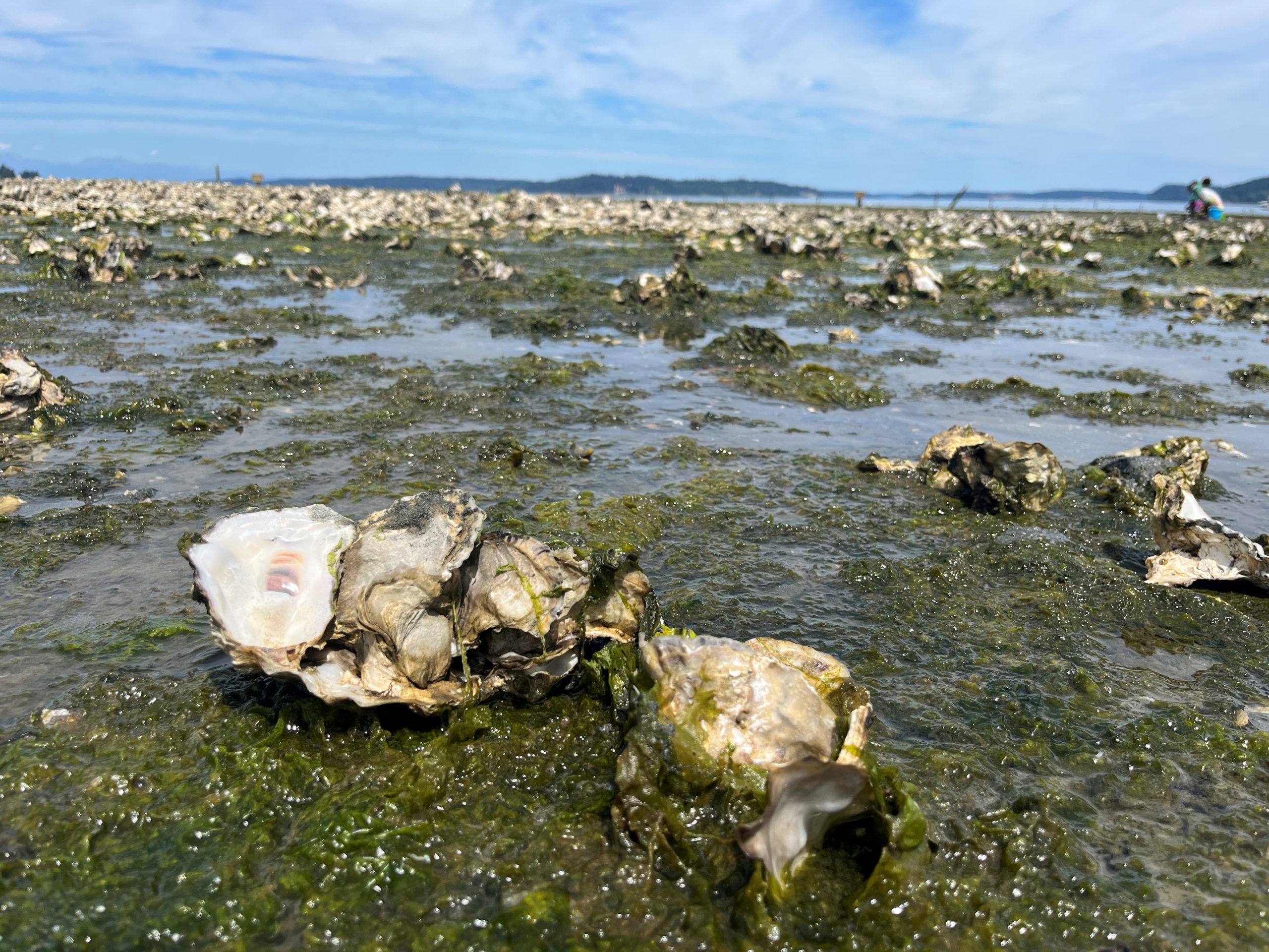 Stormwater and Shellfish RFP coming soon announcement