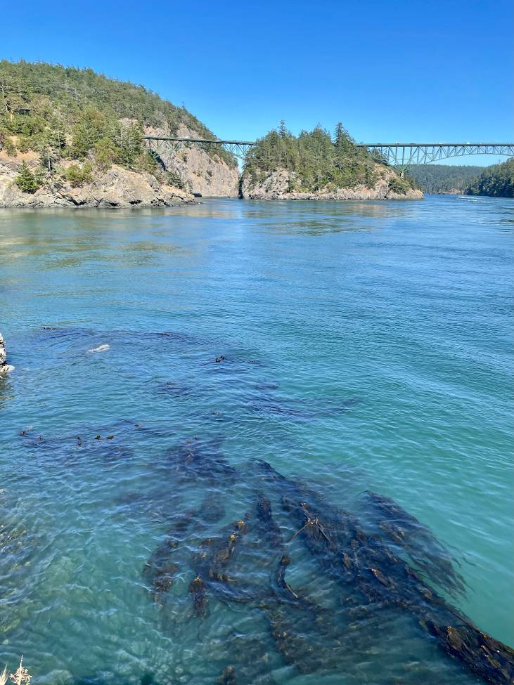 Kelp in Puget Sound