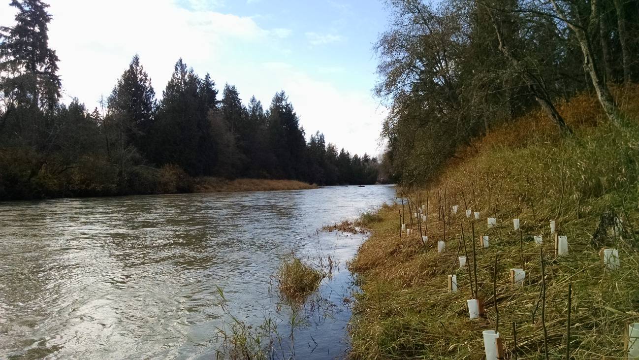 habitat restoration along a river