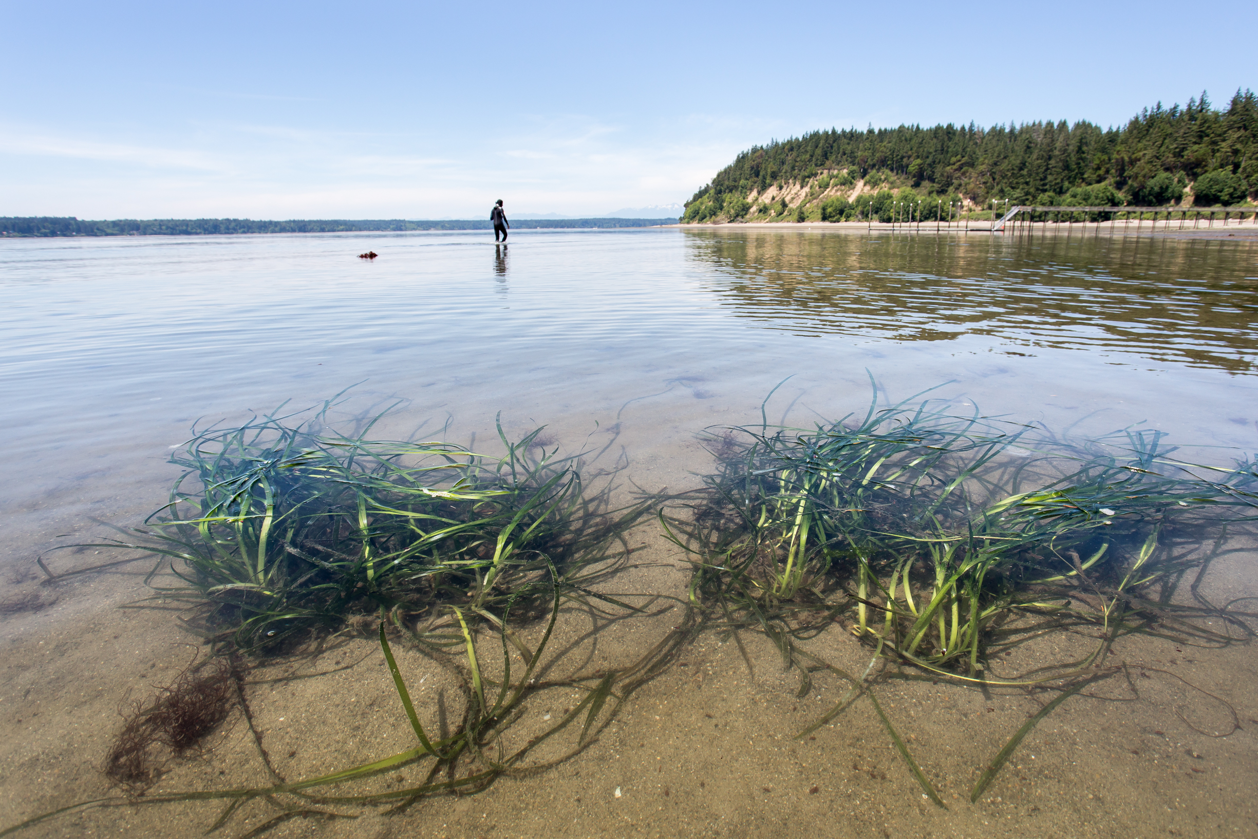 Image shows eelgrass in shallow water, with a person walking in the background